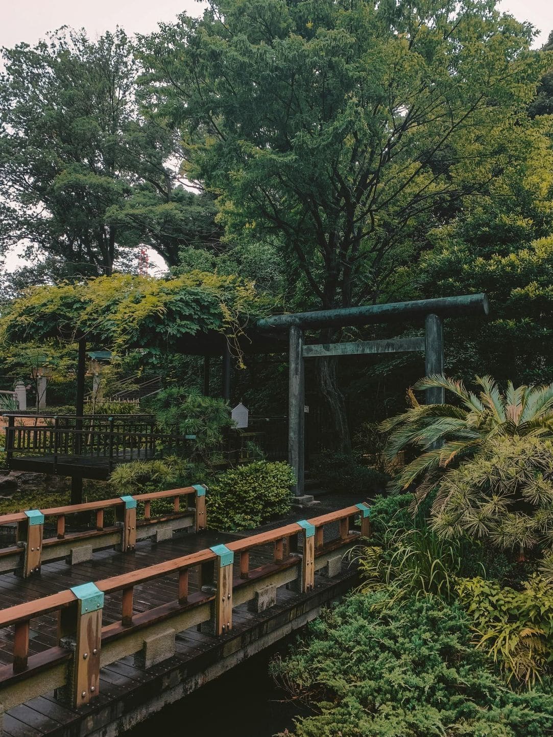 Lys Vert Jardin 10