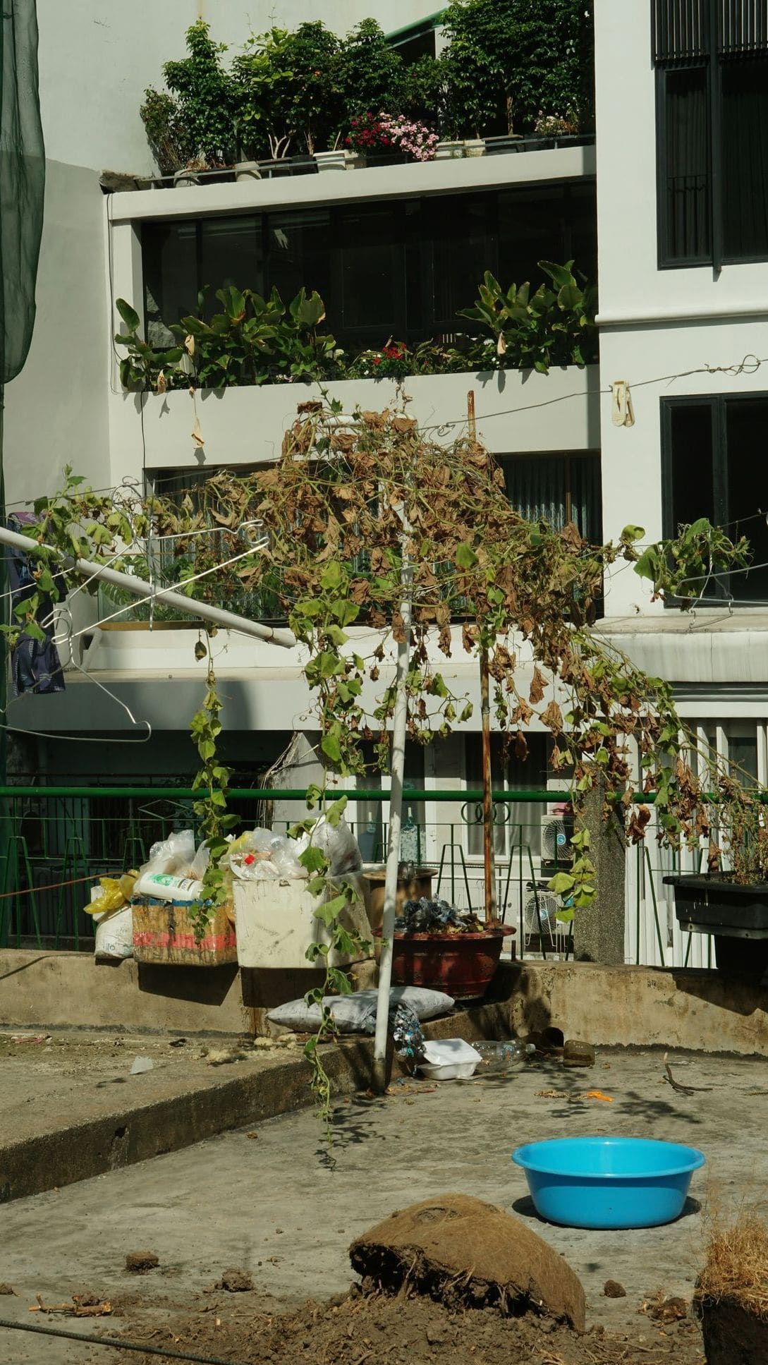 Lys Vert Jardin 13