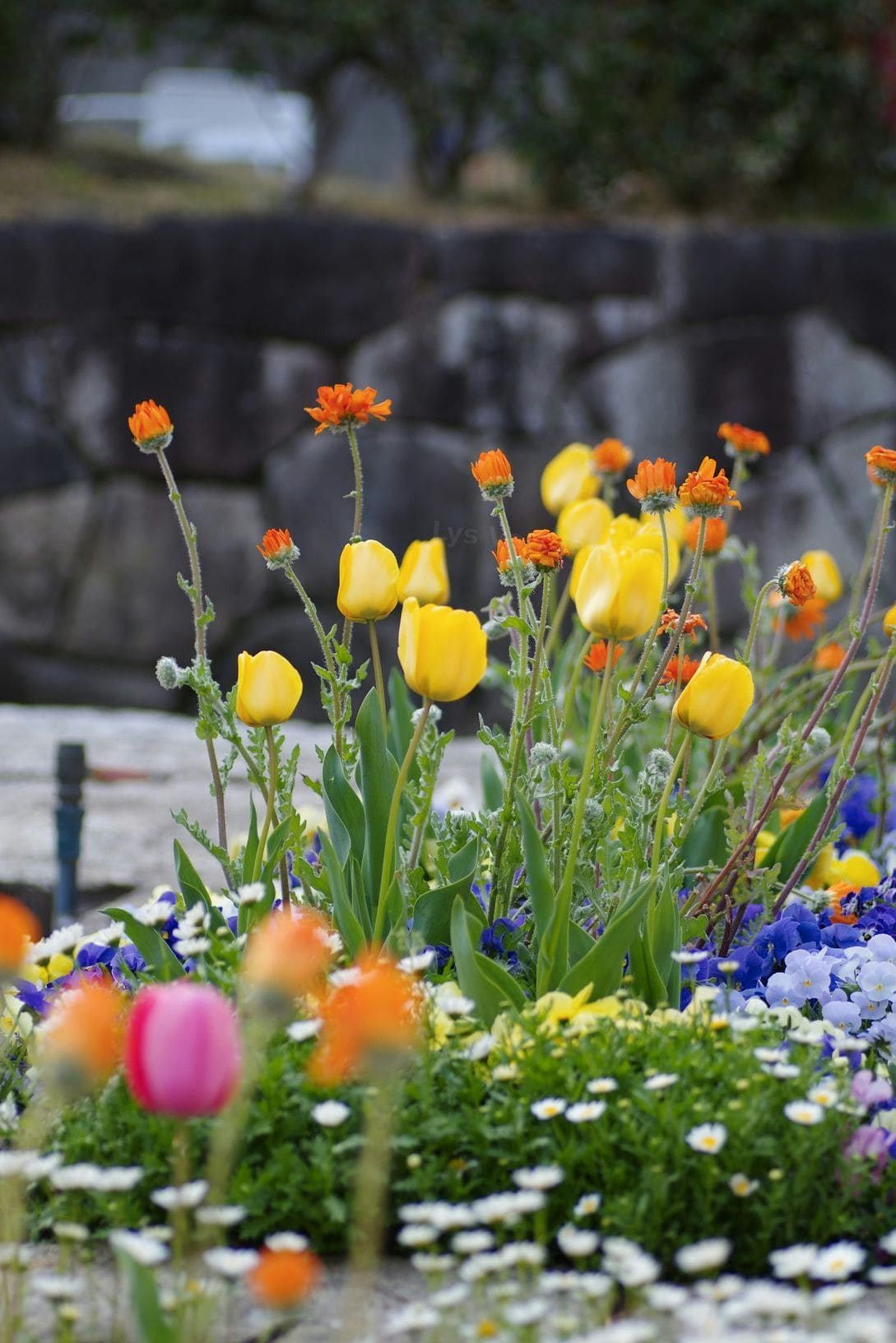 Lys Vert Jardin 3