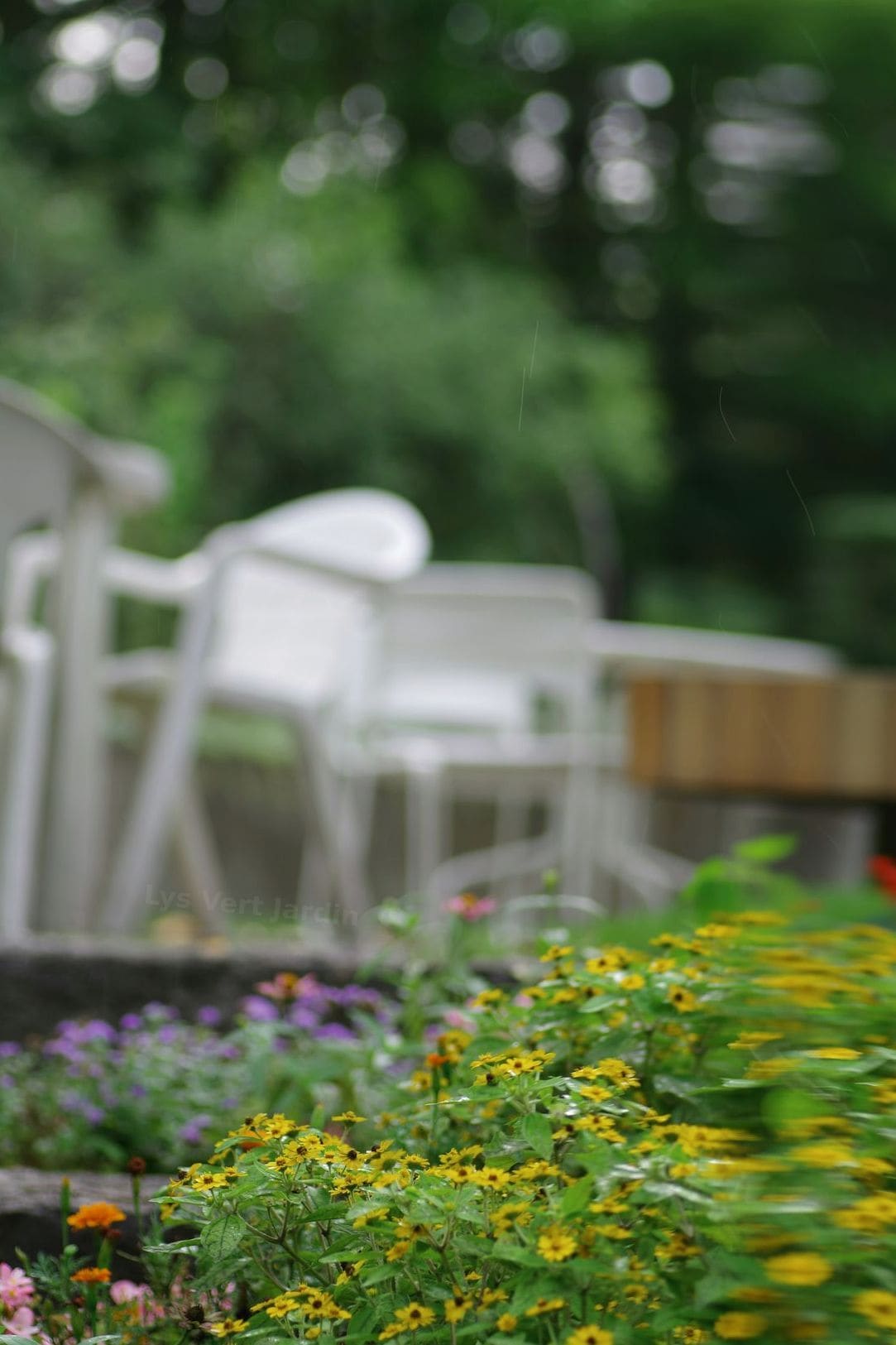 Lys Vert Jardin 4