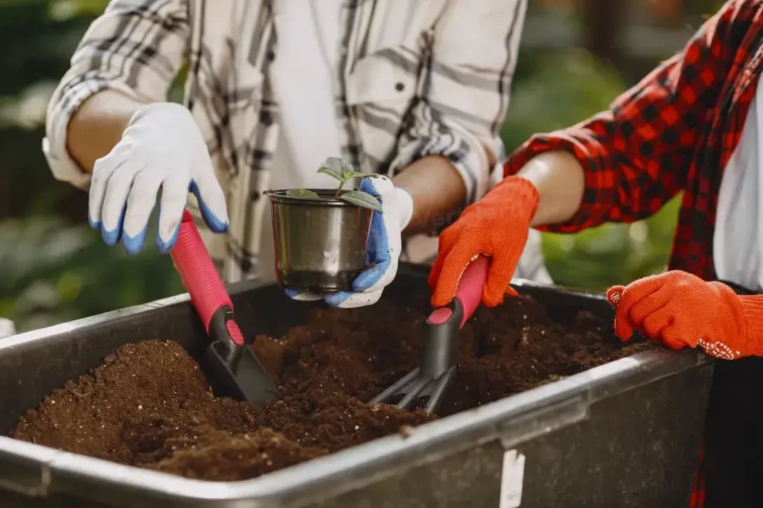 Pose de paillage et désherbage